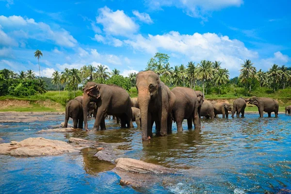 In route visit Pinnawala Elephant Orphanage